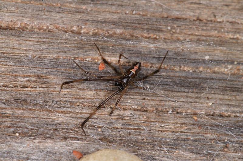 Latrodectus_hasselti_D3638_Z_88_Hamelin pool_Australie.jpg